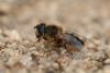 Eristalis pertinax